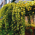 Roses Live Plant, Climbing Rose Plant Live from 5'' Tall, Bush Shrub Plants, Fragrant Flower Garden (Yellow)