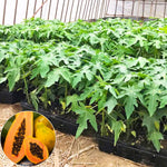 Papaya Plant Live, Tropical Fruit Tree, Fast-Growing Papaya Tree, 5-10 Inches Tall in 4 Inch Pot