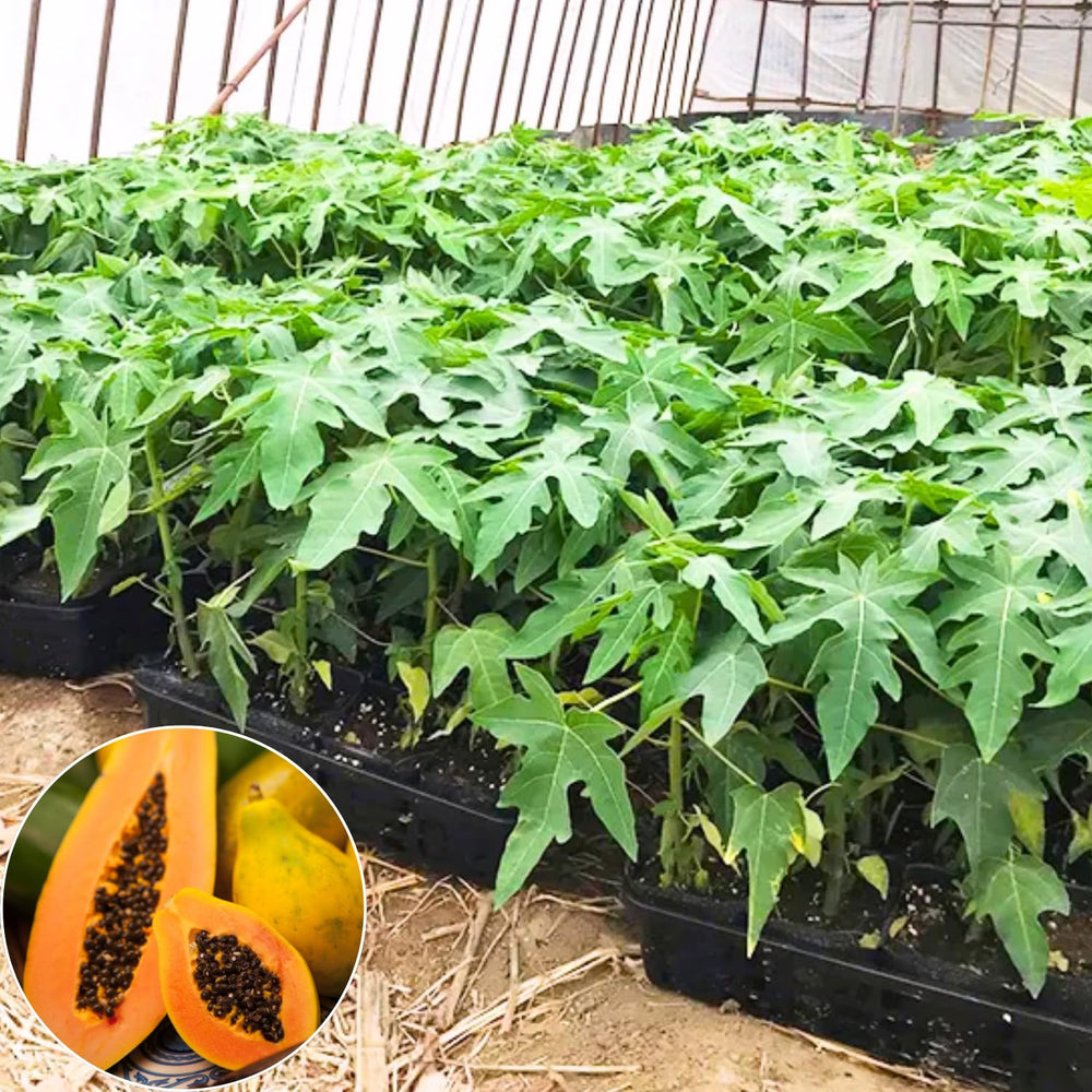 Papaya Plant Live, Tropical Fruit Tree, Fast-Growing Papaya Tree, 5-10 Inches Tall in 4 Inch Pot