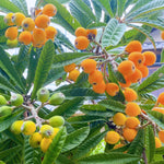 Loquat Tree Live Plant, 5 to 9'' Tall, Live Loquat Plant Tree Pot, Cold Hardy Garden, No Ship to CA