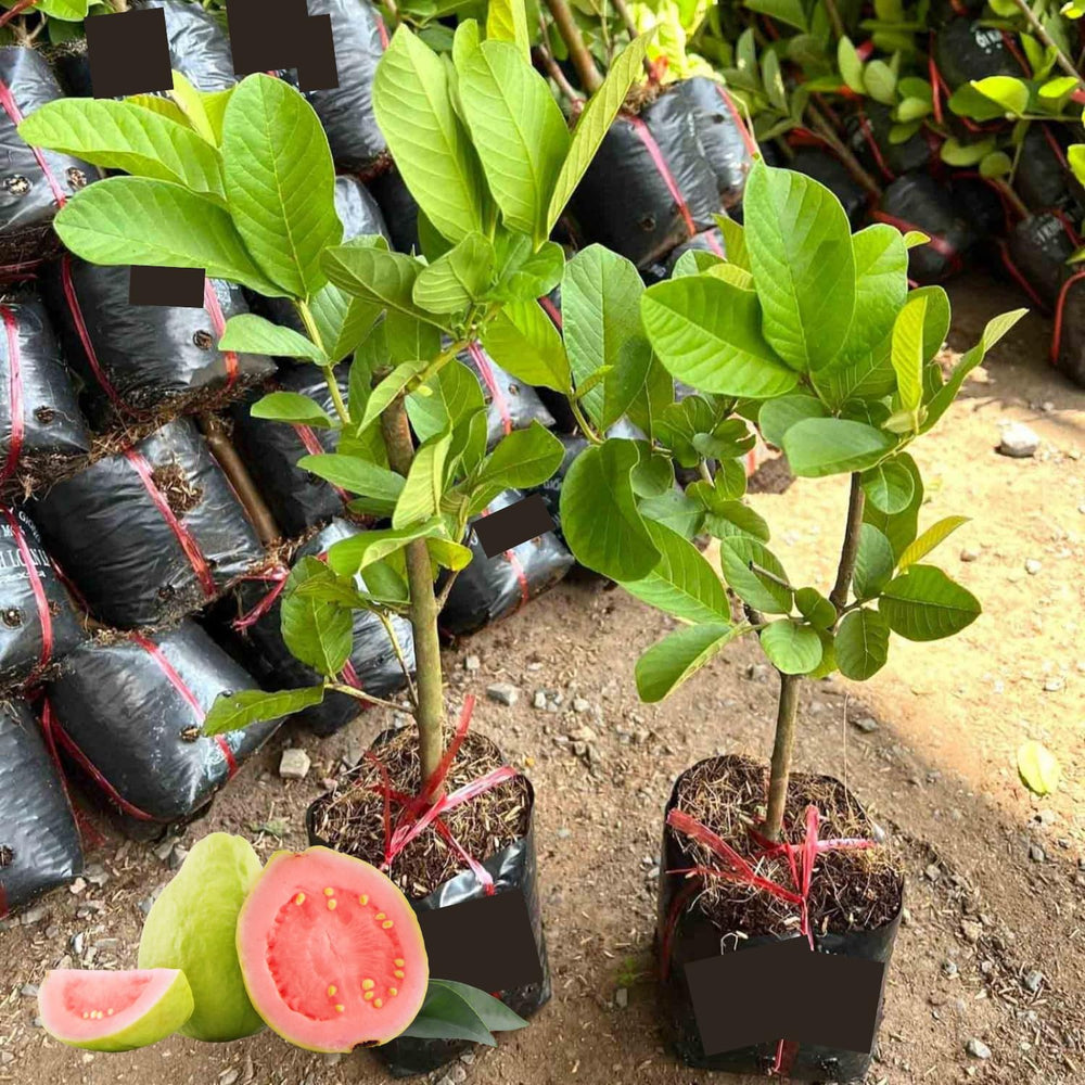 Pink Guava Tree Live Plant, Guava Plant Live for Planting Outdoor, Fruit Tree Plant, 5-7 Inc in Height