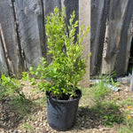 Goji Berry Plant Live Fruit Plant, 8-12” Tall, Fully Rooted in Half Gallon Pot, Hardy Berry Plant for Outdoor Planting