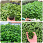 Set of 3 Mixed Mint Plants Live, Easy Grow Indoor Outdoor Herb Plants, Well Rooted Cold Hardy Herbs