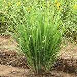 2 Rooted Lemongrass Stalks Plants for Planting 4 Inches Planting Indoor Outdoor Ornaments Perennial Garden Simple to Grow Pot