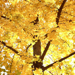 5 Ginkgo Tree Seedlings 6–12 Inches, Live Hardy Shade Tree, Fan-Shaped Leaves, Outdoor Garden Plant