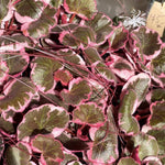 Variegated Strawberry Geranium Live Plant, Rare Saxifraga Tricolor Plant, Indoor Houseplant Starter