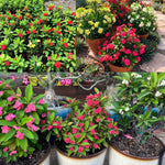 2 Euphorbia Milii Mixed Crown of Thorns Plant Live, Cold Hardy Succulent Houseplant 4-7" Tall with Constant Blooms