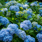 Blue Hydrangea Plant Live, Blue Blooming Flower, 1-1.5 Ft Tall