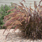 2 Purple Fountain Grass Plants Live for Spring Planting, Size 5-9" in Tall, Oranamental Grass for Outdoor Indoor