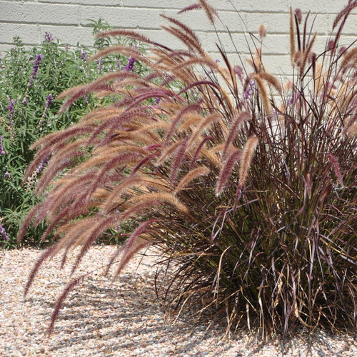 2 Purple Fountain Grass Plants Live for Spring Planting, Size 5-9" in Tall, Oranamental Grass for Outdoor Indoor