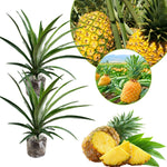 2 Pineapple Plants Live to Grow 5 to 8 Inch Tall, Sweet Pineapple Fruit Tree Live Plant for Outdoor (Gold Pineapple)