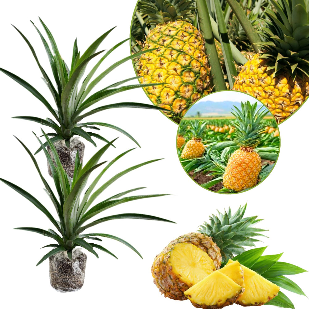 2 Pineapple Plants Live to Grow 5 to 8 Inch Tall, Sweet Pineapple Fruit Tree Live Plant for Outdoor (Gold Pineapple)