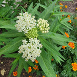 2 White Milkweed Plants, Milkweed Flowering Plants, Live Milkweed Starter Plants 4 to 6 Inches Tall Rooted to Grow Outdoor