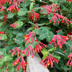Red Honeysuckle Plant Live, 5-9" Tall, Fragrant Honeysuckle Vine Live Plant, Vibrant Flowers