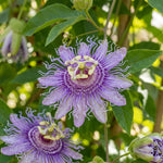 2 Passiflora Incarnata Maypop Live Plants, Purple Passion Flower Vines, 4-6'' Tall, Outdoor Vine for Patio, Garden, Containers