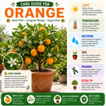 Early Season Orange Plant Live, Orange Fruit Citrus Tree Plant in Gallon Pot, 2-3 Ft Tall, Sweet Citrus Tree for Garden or Contaniers