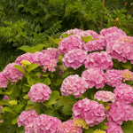 Pink Hydrangea Bush Live Plant, Live Flowering Shrub, 1-1.5 Ft Tall