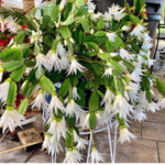 Easter Cactus Live Plant, Vibrant Blooming Cactus for Indoor Outdoor Gardens, 4-8'' Tall, No Pot (White Blooms)