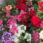 Set 2 Verbena Live Plants, Perennial Verbena Flowers, Long-Lasting, Hardy Flowering Plant for Planting (Assorted)