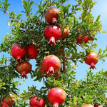 Pomegranate Tree Live Plant 4'' Pot, Red Pomegranate Fruit Tree 8-10 Inches, Sweet Fruit-Bearing Tree for Outdoor Planting