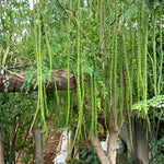 Moringa Tree Live Plant, Moringa Oleifera Plant 6-10'' Tall, 4'' Potted Plant Ready to Grow Outdoor