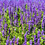 French Lavender Plants Live, Size 5-9" in Tall, Purple and Fragrant Lavender Bush for Indoor Outdoor Growing, Spring Bloom