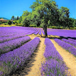 Pack 4 Phenominal Live Lavender Plants for Outside, Blue Purple Lavender Plants No Pot, 5-7" Tall Gardening Indoor Outdoor Spring Planting