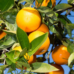 Valencia Orange Tree Live Plant in 1 Gallon Pot, 2-3 Ft Tall Citrus Fruit Tree - Sweet Orange Plant, Patio Outdoor Container Tree