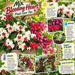 2 Assorted Clerodendrum Bleeding Heart Plants Live, Vine Plant, 5-9" Tall