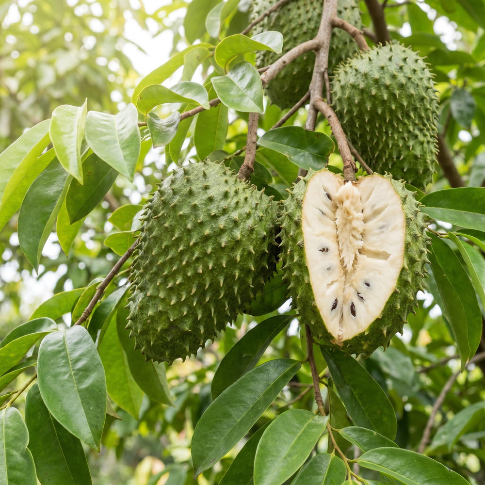 Soursop Tree Live Plant 8-10 Inches, Hardy Sweet Annona Guanabana, Live Tropical Fruit Tree for Gardening