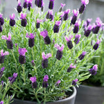 2 Spanish Lavender Plants 4–7" Tall, Fragrant Lavender Flowering Garden Plants for Patio, Containers and Backyard Landscaping
