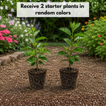 2 Random Mandevilla Plants Live 4–7" Tall, Live Mandevilla Flowering Tropical Vines for Patio, Containers and Backyard Landscaping