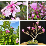 2 Magnolia Tree Cuttings, Hardy Fragrant Magnolia Flowering Tree, Well Rooted Cuttings 8–12 Inches for Outdoor Garden (Ann Magnolia Cuttings)