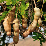 Sweet Tamarind Tree Live Plant, 2-3 Feet Tall in 1 Gallon Pot, Tropical Fruit Tree