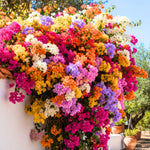 Pack 4 Multicolor Bougainvillea Plants Live, Bougainvillea Vine for Outdoor Landscaping and Containers, 4-8 Inch Tall Well-Rooted