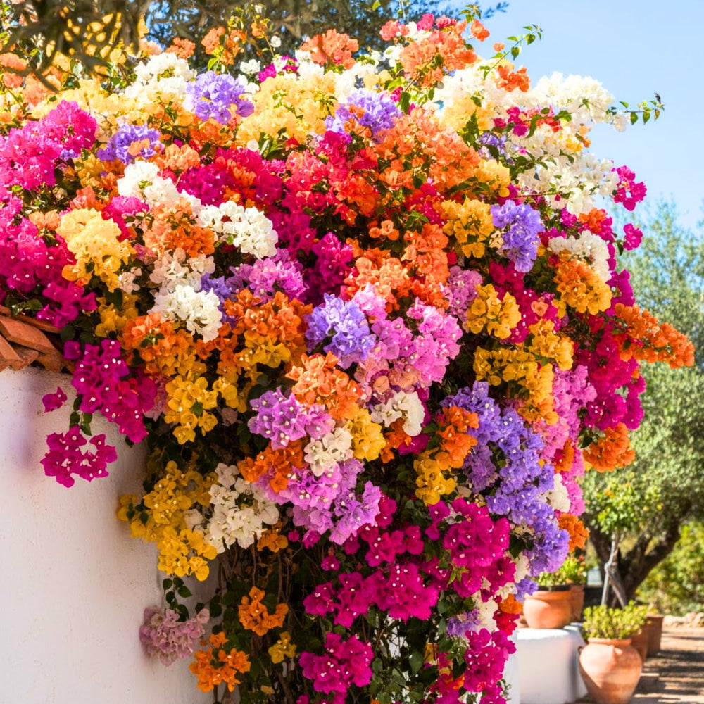 Pack 4 Multicolor Bougainvillea Plants Live, Bougainvillea Vine for Outdoor Landscaping and Containers, 4-8 Inch Tall Well-Rooted