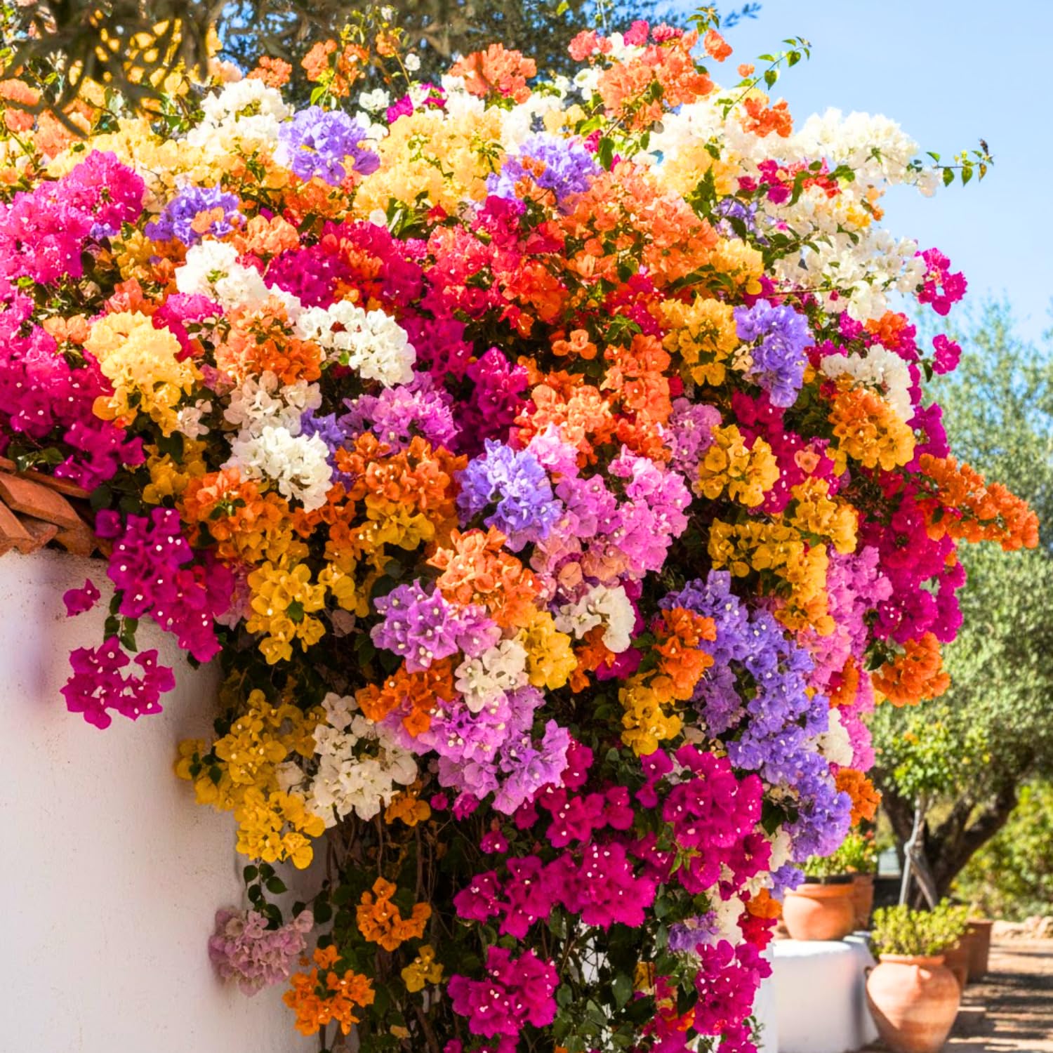 Pack 4 Multicolor Bougainvillea Plants Live, Bougainvillea Vine for Outdoor Landscaping and Containers, 4-8 Inch Tall Well-Rooted