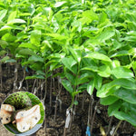 Soursop Plant Live, Guanabana Soursop Tree Live Plant, 6-10 Inches Tall in Pot, Tropical Fruit Plant