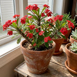 Red Euphorbia Crown of Thorns Plant, Perennial Succulent Live Plant Indoor Outdoor 4-7 Inches
