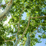 5 Sycamore Tree Plant Bare Roots, 1 to 2 Feet Tall, Sycamore Shade Bare Roots, Shrub Bush Garden