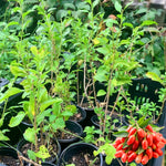 Goji Berry Plant Live, 5-9 Inches Tall, No Pot, Cold Hardy Goji Berries Fruit Plant for Home Garden