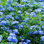 3 Blue Plumbago Plants Live, Plumbago Flower Live Plants, 4 to 6 Inc Tall, Tropical Shrub Plant