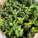 2 Bay Leaf Plants Live, Laurus Nobilis Sweet Bay Laurel Live Plants, 4-9" Tall, Fragrant Herb Indoor Outdoor