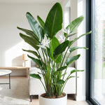 Set 2 White Bird of Paradise Live Plants, Tropical Indoor and Outdoor Ornamental Plant, 4-7 Inch Tall Well Rooted