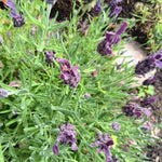 2 Lavender Plants Live Indoor Outdoor, Hardy Perennial Lavender, 4 to 7 Inc Tall