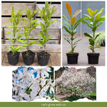 Magnolia Tree Live Plant 6 to 14 Inch Height, Fragrant Magnolia Plant Live to Grow, Magnolia Bush Flowers in Pot (Star Magnolia)