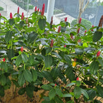 Fresh Shampoo Ginger Plant, Zingiber Zerumbet Fresh Ginger Live 3-5'' Tall, Ready for Perennial Garden