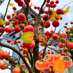 American Persimmon Trees Live Plants, High Yield Variety in Quart Pot Seedlings, 6 to 14 Inc Tall, Cold Hardy