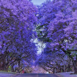 Jacaranda Tree for Planting, Purple Blue Flowering Jacaranda Tree Live Plant, 6-10'' Tall, Gardens and Landscapes Growing