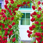 Climbing Roses Live Plants, Red Don Juan Rose Climbing Bushes for Planting, No Pot, Cut Back, Well Rooted, No Leaf for Planting